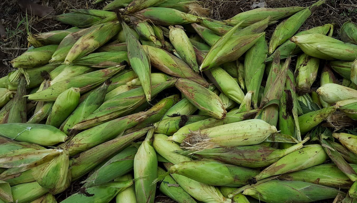 Farming Initiative
